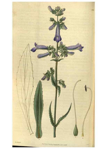 Reproducción/Reproduction 35248446315: Curtis's botanical magazine.. London ; New York [etc.] :Academic Press [etc.]