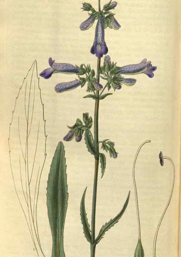 Reproducción/Reproduction 35248446315: Curtis's botanical magazine.. London ; New York [etc.] :Academic Press [etc.]