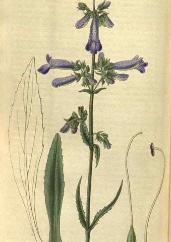 Reproducción/Reproduction 35248446315: Curtis's botanical magazine.. London ; New York [etc.] :Academic Press [etc.]