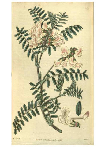 Reproducción/Reproduction 35248448155: Curtis's botanical magazine.. London ; New York [etc.] :Academic Press [etc.]