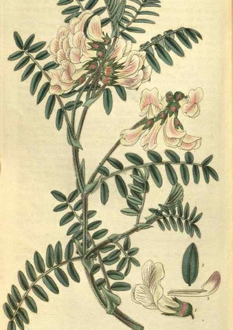 Reproducción/Reproduction 35248448155: Curtis's botanical magazine.. London ; New York [etc.] :Academic Press [etc.]