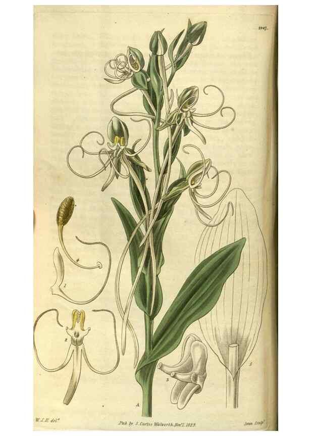 Reproducción/Reproduction 34404494054: Curtis's botanical magazine.. London ; New York [etc.] :Academic Press [etc.]