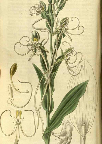 Reproducción/Reproduction 34404494054: Curtis's botanical magazine.. London ; New York [etc.] :Academic Press [etc.]