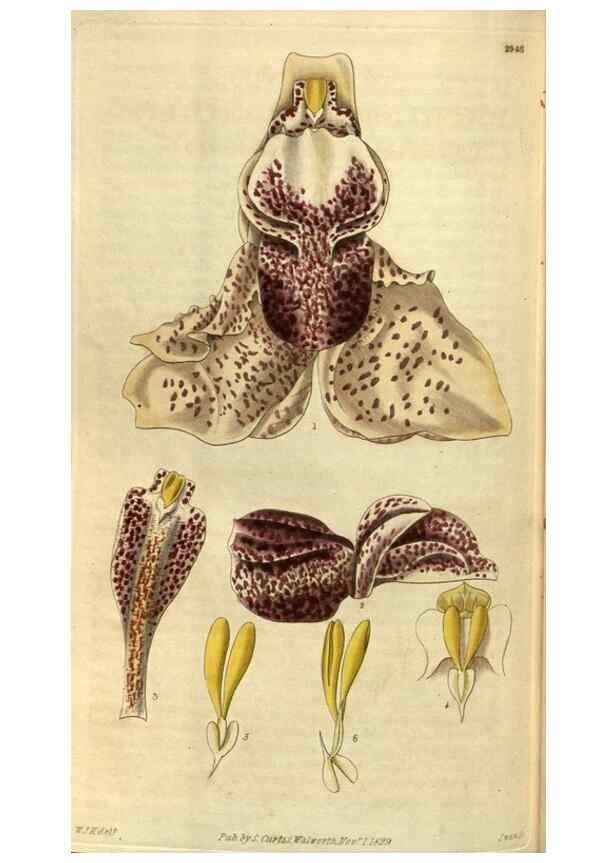 Reproducción/Reproduction 35118832181: Curtis's botanical magazine.. London ; New York [etc.] :Academic Press [etc.]