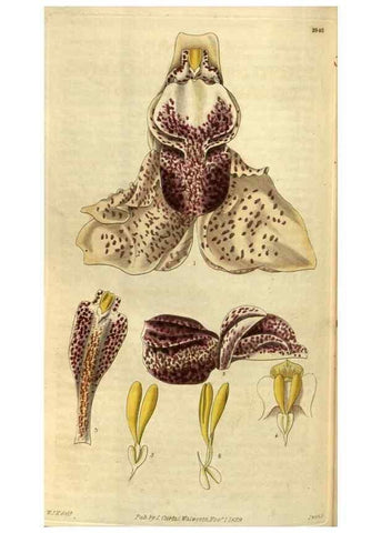 Reproducción/Reproduction 35118832181: Curtis's botanical magazine.. London ; New York [etc.] :Academic Press [etc.]