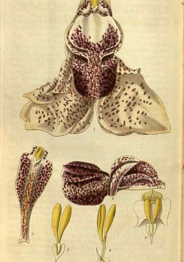 Reproducción/Reproduction 35118832181: Curtis's botanical magazine.. London ; New York [etc.] :Academic Press [etc.]