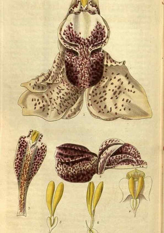 Reproducción/Reproduction 35118832181: Curtis's botanical magazine.. London ; New York [etc.] :Academic Press [etc.]