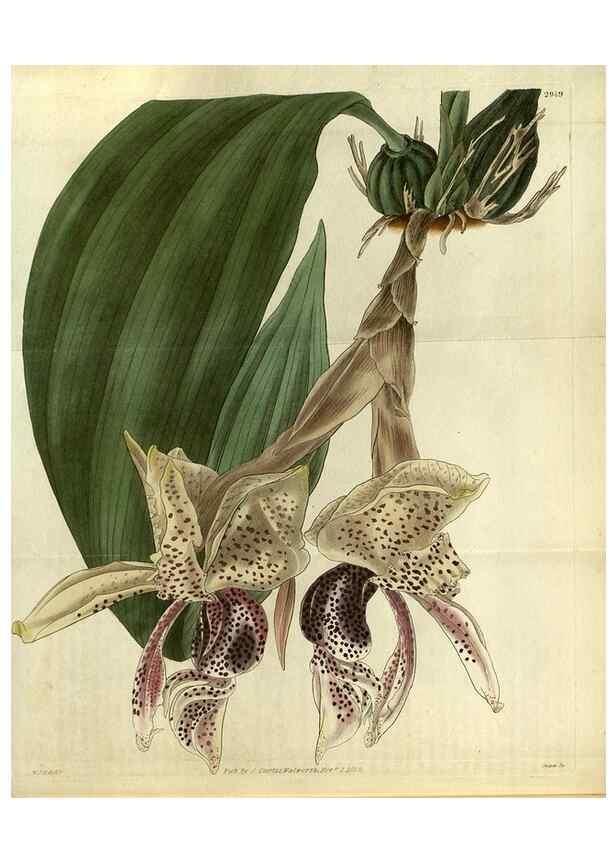 Reproducción/Reproduction 35118833591: Curtis's botanical magazine.. London ; New York [etc.] :Academic Press [etc.]