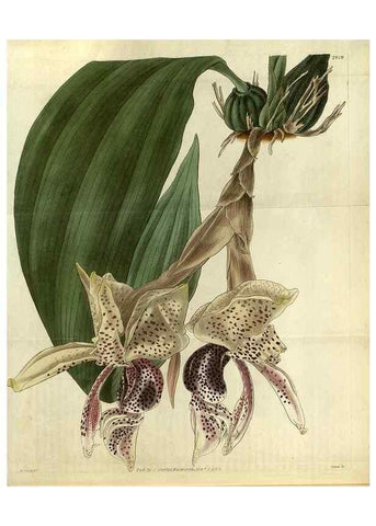 Reproducción/Reproduction 35118833591: Curtis's botanical magazine.. London ; New York [etc.] :Academic Press [etc.]