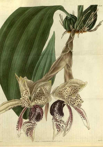 Reproducción/Reproduction 35118833591: Curtis's botanical magazine.. London ; New York [etc.] :Academic Press [etc.]