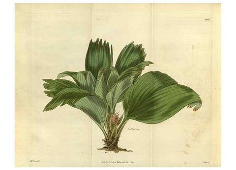 Reproducción/Reproduction 35118834661: Curtis's botanical magazine.. London ; New York [etc.] :Academic Press [etc.]