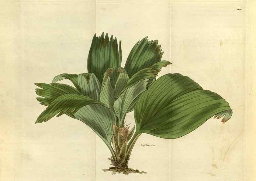 Reproducción/Reproduction 35118834661: Curtis's botanical magazine.. London ; New York [etc.] :Academic Press [etc.]