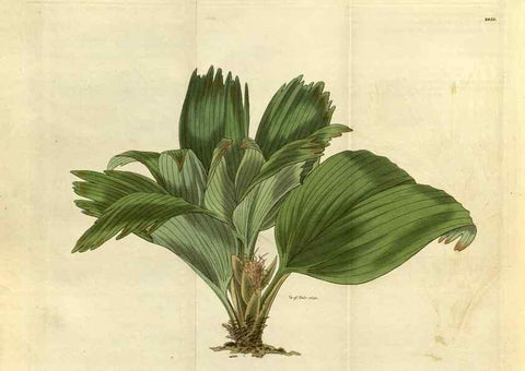 Reproducción/Reproduction 35118834661: Curtis's botanical magazine.. London ; New York [etc.] :Academic Press [etc.]