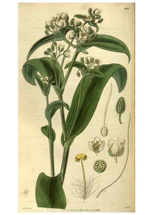 Reproducción/Reproduction 34404479564: Curtis's botanical magazine.. London ; New York [etc.] :Academic Press [etc.]
