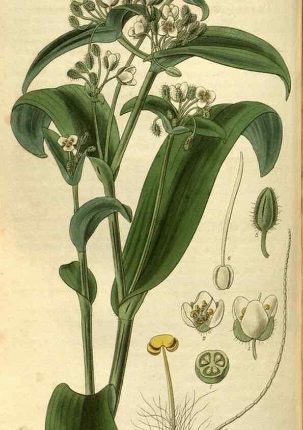 Reproducción/Reproduction 34404479564: Curtis's botanical magazine.. London ; New York [etc.] :Academic Press [etc.]
