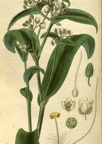 Reproducción/Reproduction 34404479564: Curtis's botanical magazine.. London ; New York [etc.] :Academic Press [etc.]