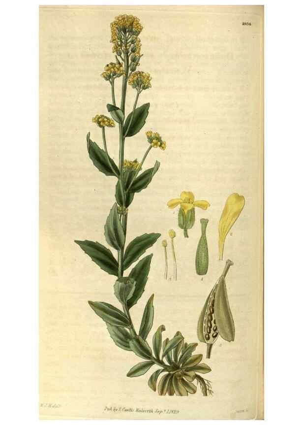 Reproducción/Reproduction 34404476614: Curtis's botanical magazine.. London ; New York [etc.] :Academic Press [etc.]