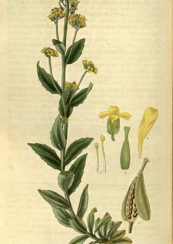 Reproducción/Reproduction 34404476614: Curtis's botanical magazine.. London ; New York [etc.] :Academic Press [etc.]
