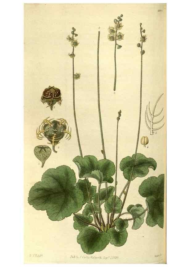 Reproducción/Reproduction 35248420225: Curtis's botanical magazine.. London ; New York [etc.] :Academic Press [etc.]