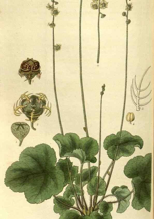 Reproducción/Reproduction 35248420225: Curtis's botanical magazine.. London ; New York [etc.] :Academic Press [etc.]