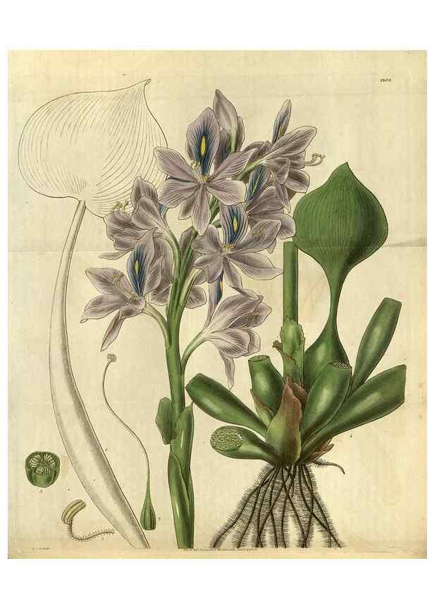 Reproducción/Reproduction 35248416885: Curtis's botanical magazine.. London ; New York [etc.] :Academic Press [etc.]