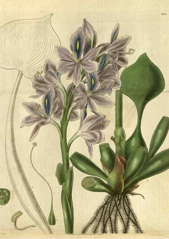 Reproducción/Reproduction 35248416885: Curtis's botanical magazine.. London ; New York [etc.] :Academic Press [etc.]