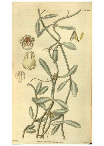 Reproducción/Reproduction 35083099962: Curtis's botanical magazine.. London ; New York [etc.] :Academic Press [etc.]