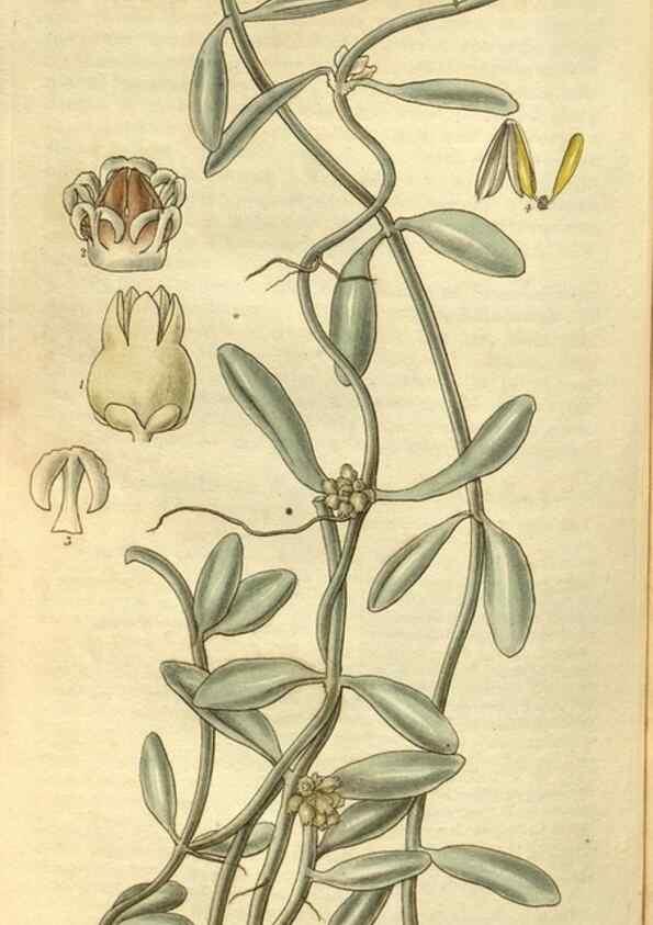 Reproducción/Reproduction 35083099962: Curtis's botanical magazine.. London ; New York [etc.] :Academic Press [etc.]
