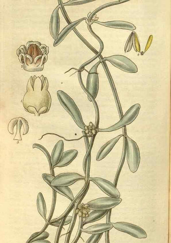 Reproducción/Reproduction 35083099962: Curtis's botanical magazine.. London ; New York [etc.] :Academic Press [etc.]