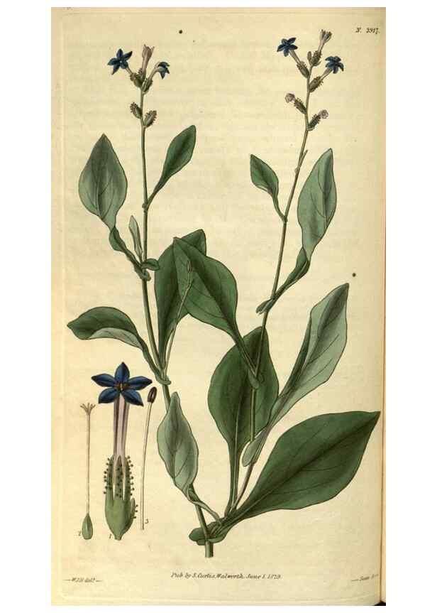 Reproducción/Reproduction 34439389463: Curtis's botanical magazine.. London ; New York [etc.] :Academic Press [etc.]