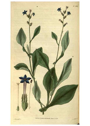 Reproducción/Reproduction 34439389463: Curtis's botanical magazine.. London ; New York [etc.] :Academic Press [etc.]