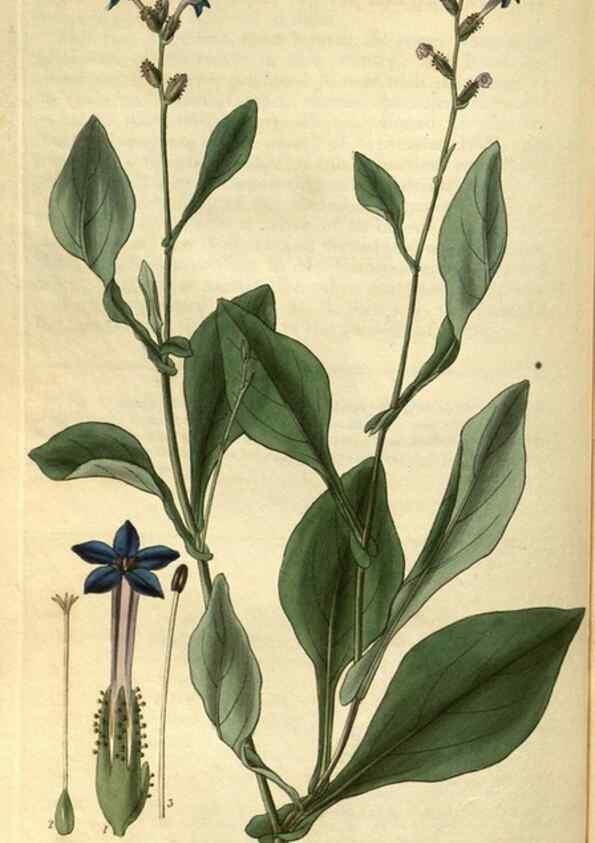 Reproducción/Reproduction 34439389463: Curtis's botanical magazine.. London ; New York [etc.] :Academic Press [etc.]
