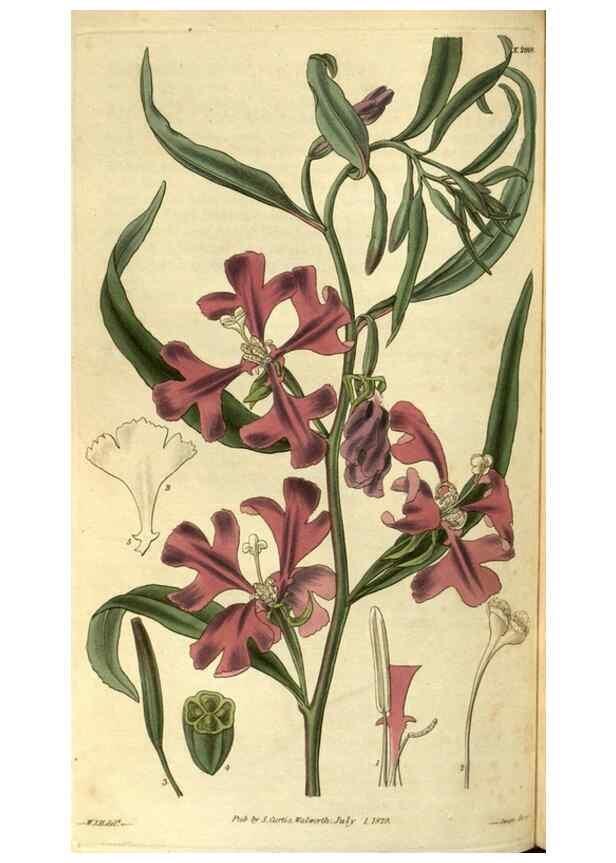 Reproducción/Reproduction 34439391113: Curtis's botanical magazine.. London ; New York [etc.] :Academic Press [etc.]