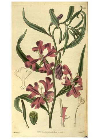 Reproducción/Reproduction 34439391113: Curtis's botanical magazine.. London ; New York [etc.] :Academic Press [etc.]