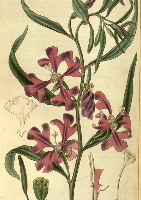 Reproducción/Reproduction 34439391113: Curtis's botanical magazine.. London ; New York [etc.] :Academic Press [etc.]