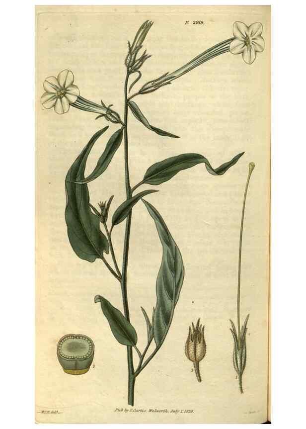 Reproducción/Reproduction 34439392873: Curtis's botanical magazine.. London ; New York [etc.] :Academic Press [etc.]