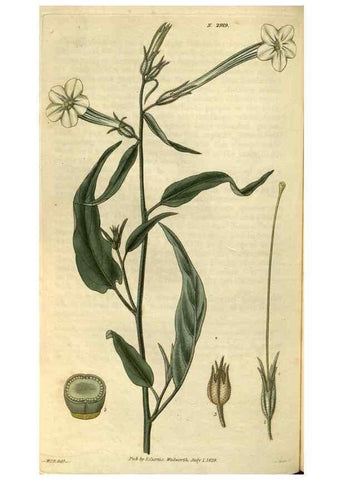 Reproducción/Reproduction 34439392873: Curtis's botanical magazine.. London ; New York [etc.] :Academic Press [etc.]