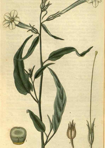 Reproducción/Reproduction 34439392873: Curtis's botanical magazine.. London ; New York [etc.] :Academic Press [etc.]