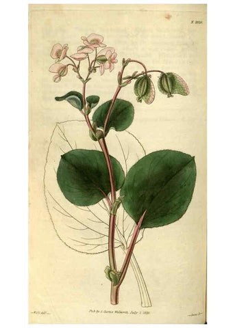 Reproducción/Reproduction 34439396253: Curtis's botanical magazine.. London ; New York [etc.] :Academic Press [etc.]