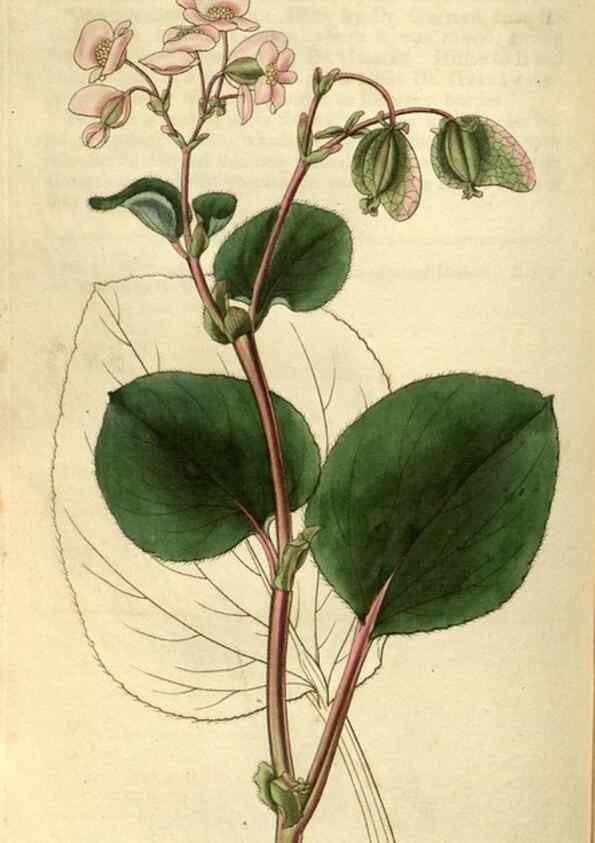 Reproducción/Reproduction 34439396253: Curtis's botanical magazine.. London ; New York [etc.] :Academic Press [etc.]