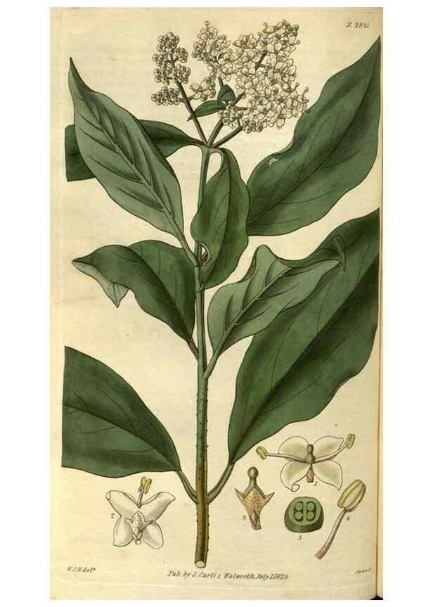 Reproducción/Reproduction 35118775081: Curtis's botanical magazine.. London ; New York [etc.] :Academic Press [etc.]