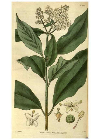 Reproducción/Reproduction 35118775081: Curtis's botanical magazine.. London ; New York [etc.] :Academic Press [etc.]