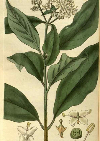 Reproducción/Reproduction 35118775081: Curtis's botanical magazine.. London ; New York [etc.] :Academic Press [etc.]
