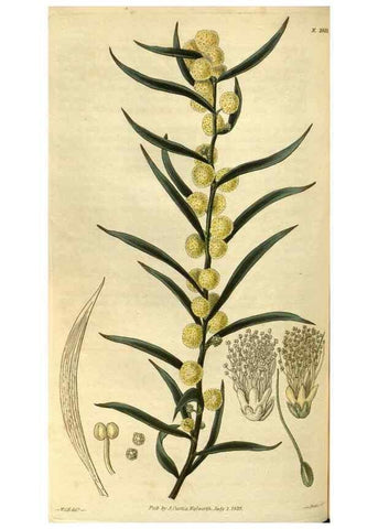 Reproducción/Reproduction 35118778391: Curtis's botanical magazine.. London ; New York [etc.] :Academic Press [etc.]