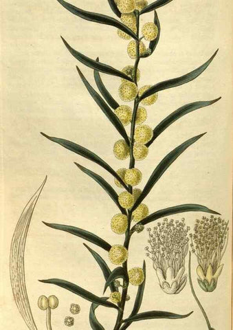Reproducción/Reproduction 35118778391: Curtis's botanical magazine.. London ; New York [etc.] :Academic Press [etc.]