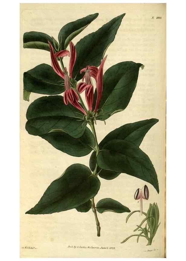 Reproducción/Reproduction 35083093982: Curtis's botanical magazine.. London ; New York [etc.] :Academic Press [etc.]