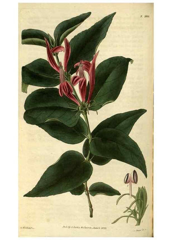 Reproducción/Reproduction 35083093982: Curtis's botanical magazine.. London ; New York [etc.] :Academic Press [etc.]