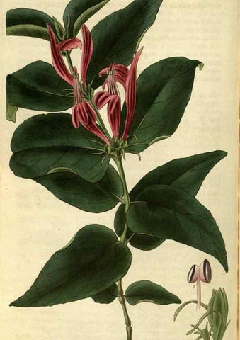 Reproducción/Reproduction 35083093982: Curtis's botanical magazine.. London ; New York [etc.] :Academic Press [etc.]