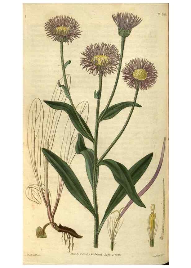 Reproducción/Reproduction 34861418770: Curtis's botanical magazine.. London ; New York [etc.] :Academic Press [etc.]