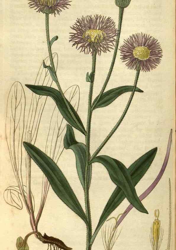 Reproducción/Reproduction 34861418770: Curtis's botanical magazine.. London ; New York [etc.] :Academic Press [etc.]